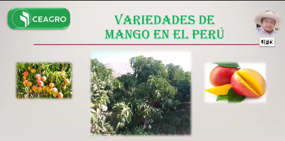 VARIEDADES DE MANGO